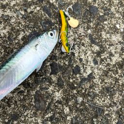 サバ