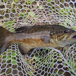 スモールマウスバス