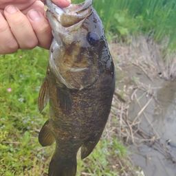 スモールマウスバス