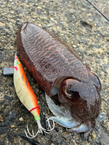 コウイカの釣果