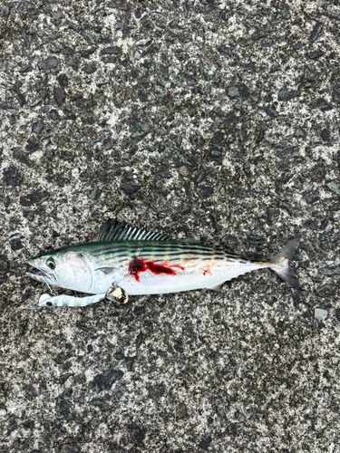 ハガツオの釣果