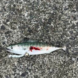 ハガツオ
