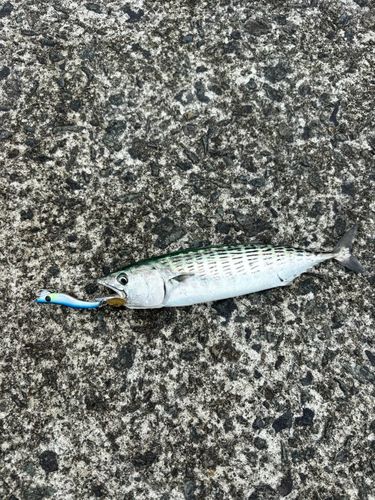 ハガツオの釣果