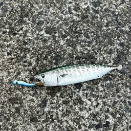 ハガツオ