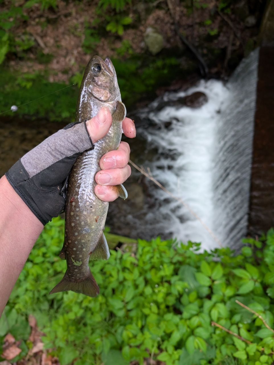 ニッコウイワナ