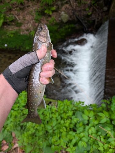 ニッコウイワナの釣果