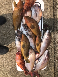 キジハタの釣果