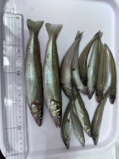 キスの釣果