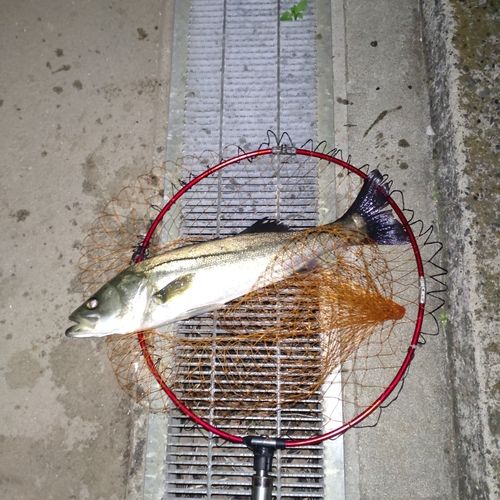 スズキの釣果