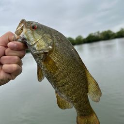 スモールマウスバス