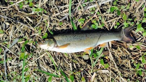 ウグイの釣果