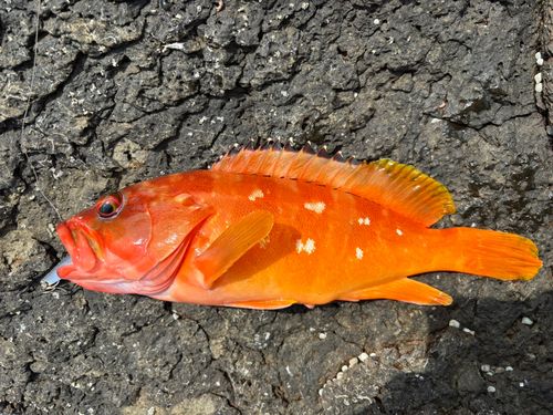 アカハタの釣果