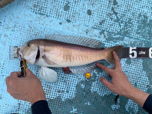 シロアマダイの釣果
