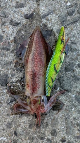 ケンサキイカの釣果