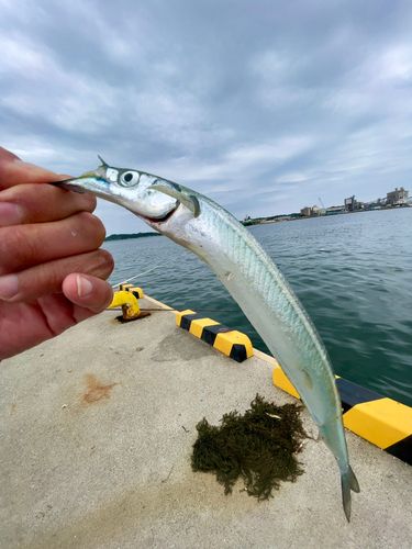 サヨリの釣果