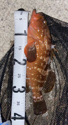 キジハタの釣果