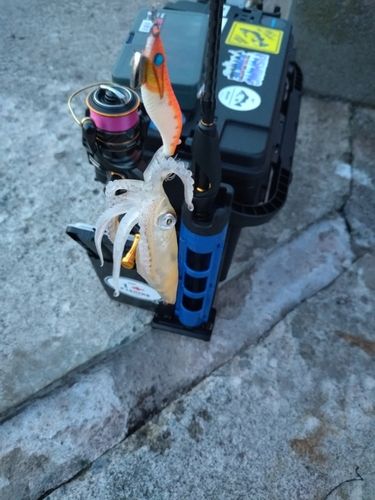 ジンドウイカの釣果