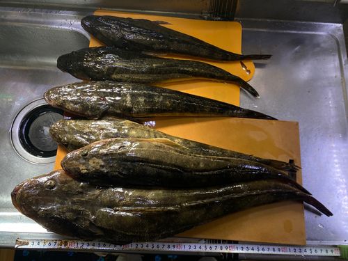 マゴチの釣果