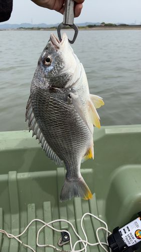 キビレの釣果