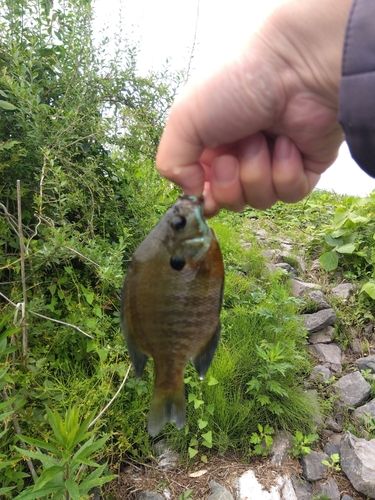 ブルーギルの釣果