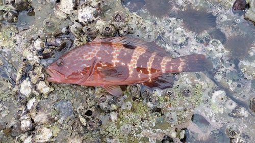 キジハタの釣果