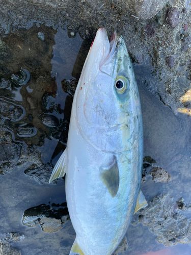 フクラギの釣果