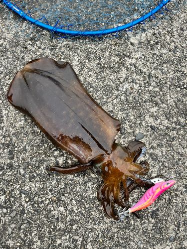 アオリイカの釣果