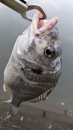 キビレの釣果
