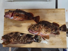 カサゴの釣果