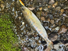 ヤマメの釣果