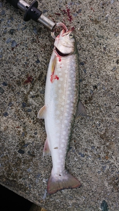 アメマスの釣果