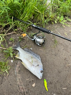 キビレの釣果