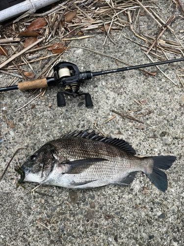 クロダイの釣果