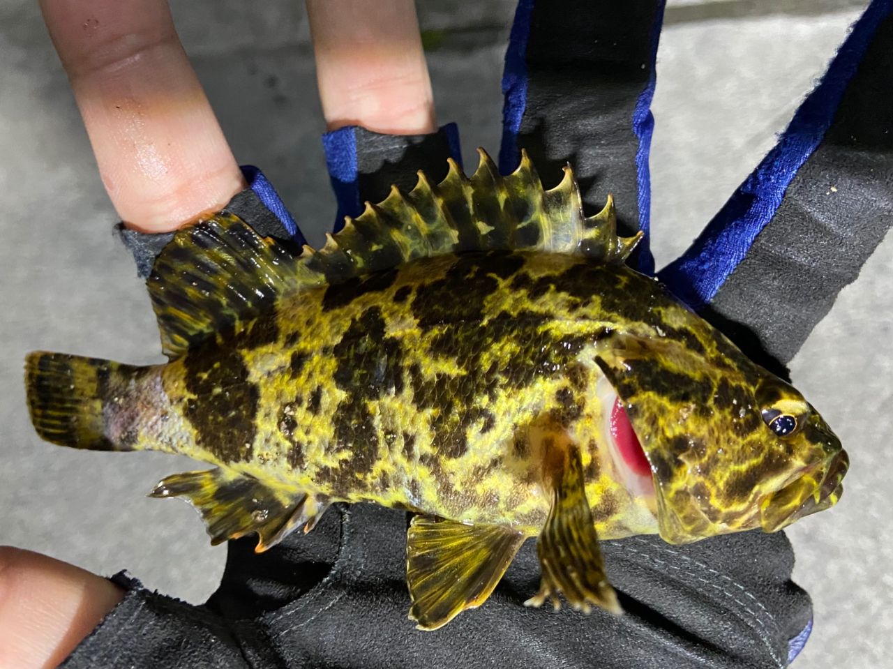 タケノコメバル