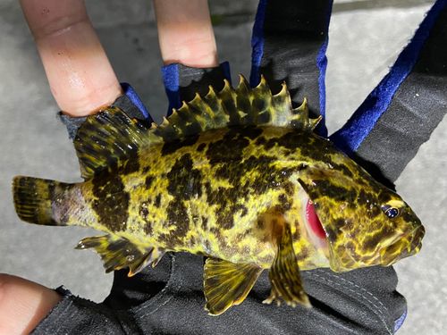 タケノコメバルの釣果