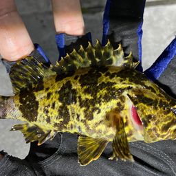 タケノコメバル