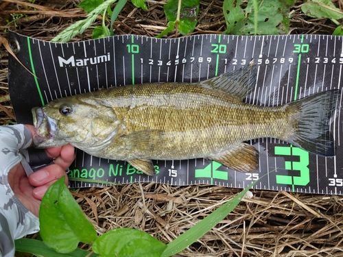 スモールマウスバスの釣果