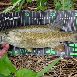 スモールマウスバス