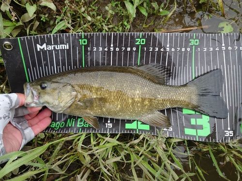 スモールマウスバスの釣果