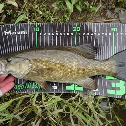 スモールマウスバス