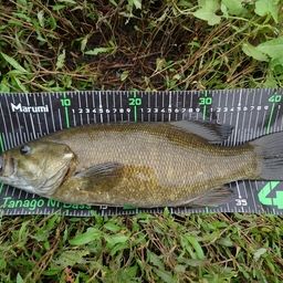 スモールマウスバス