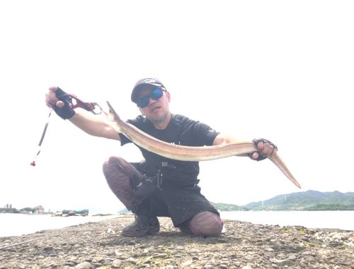 ハモの釣果