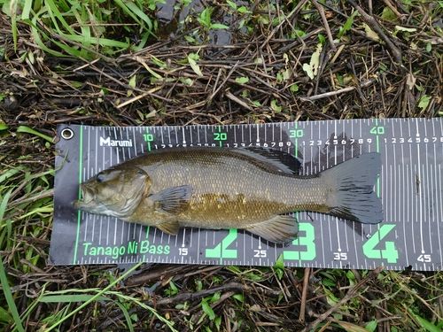 スモールマウスバスの釣果