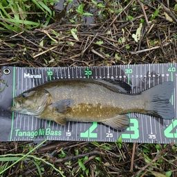 スモールマウスバス