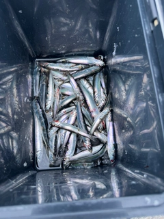 カタクチイワシの釣果