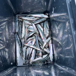 カタクチイワシ