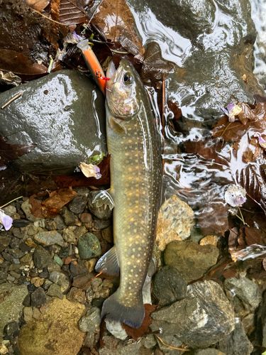 イワナの釣果