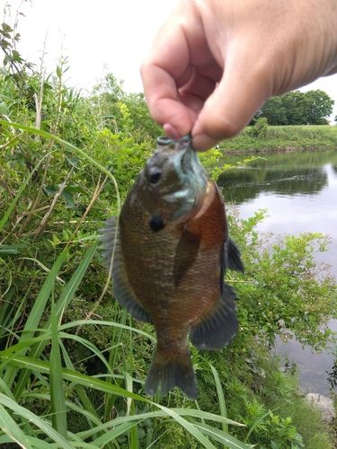 ブルーギルの釣果