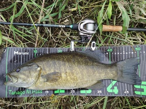 スモールマウスバスの釣果