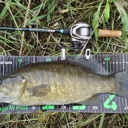 スモールマウスバス